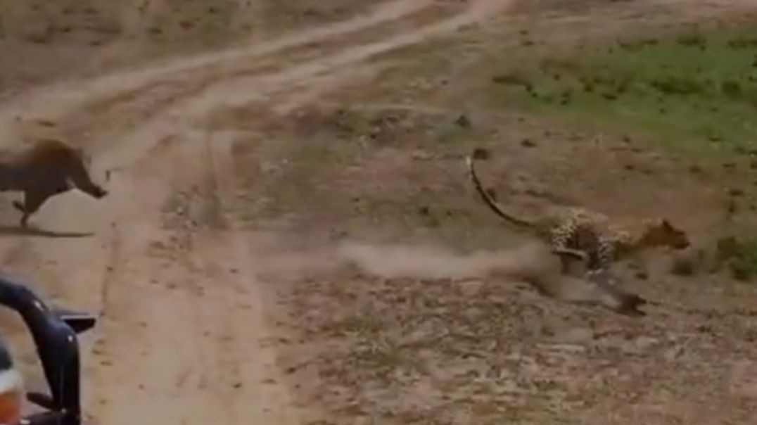 Leopard vs. Warthog: A mother's bravery!