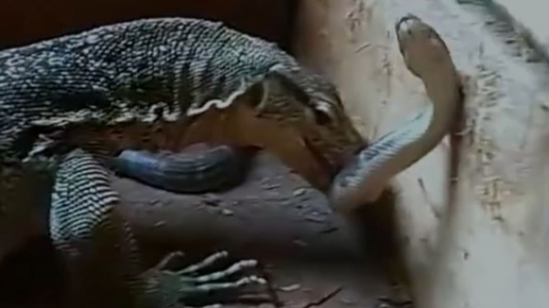 ⁣Iguana's deadly encounter!