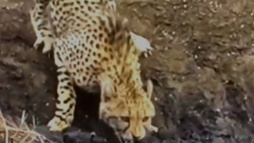 ⁣Cheetah's unexpected encounter!