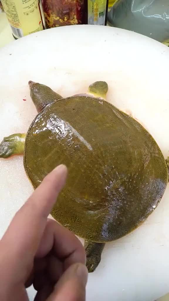 Soft shelled turtle is stewed in clear soup