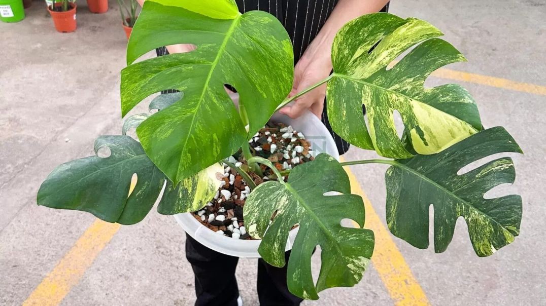 ⁣Shop Monstera Plants Online in Singapore - The Green Corner