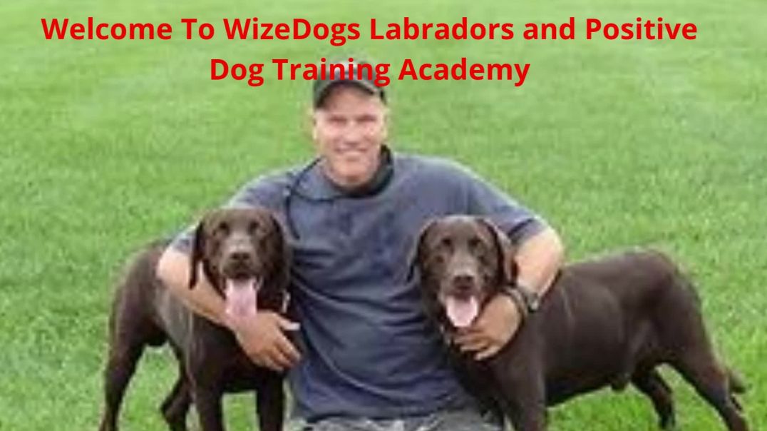 ⁣WizeDogs Labradors and Positive Dog Training Academy - Puppies For Sale in Surprise, AZ