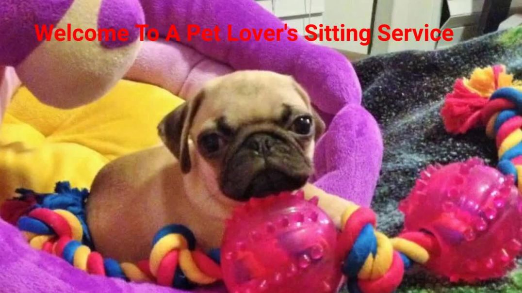 ⁣A Pet Lover's Sitting Service - #1 Pet Sitters in Katy, Texas