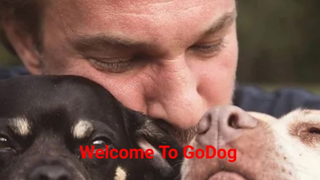 ⁣GoDog - Expert Dog Sitting in Brooklyn, NY