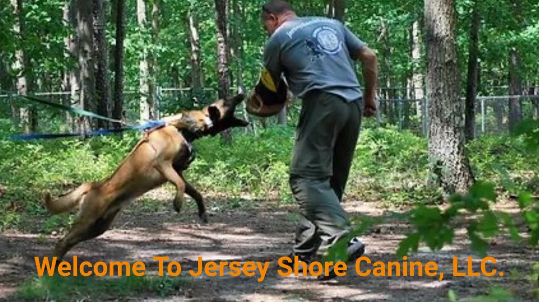 ⁣Jersey Shore Canine, LLC. - #1 Dog Obedience Training in Jersey Shore