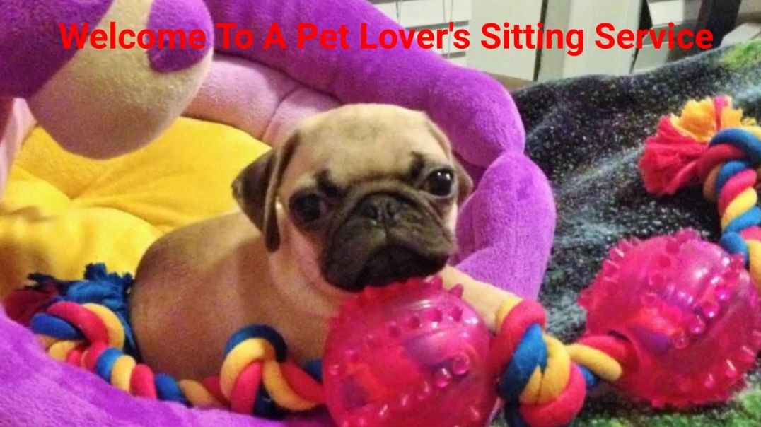 ⁣A Pet Lover's Sitting Service - Dog Boarding in Katy, TX