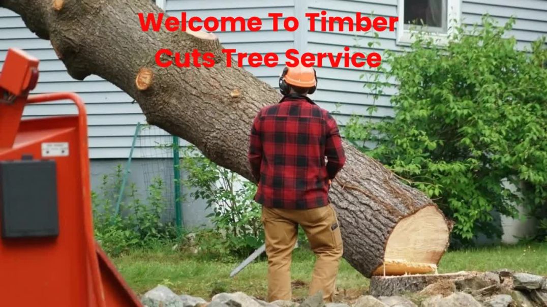 ⁣Timber Cuts Tree Trimming Services in Kaysville, UT | 84037