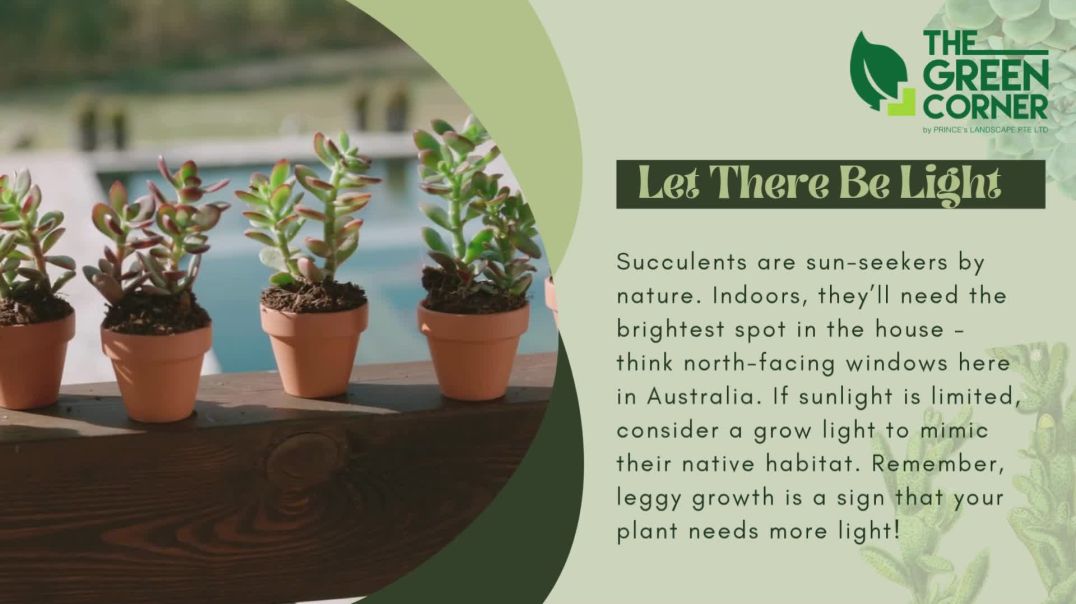 ⁣Create Stunning Succulent Terrariums in Your Home with The Green Corner