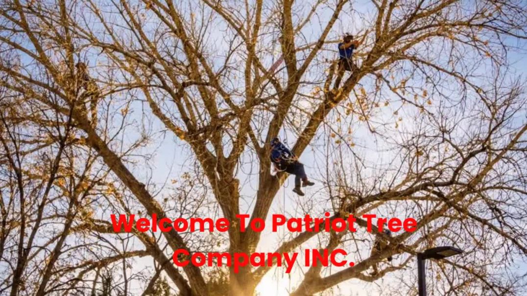 ⁣Patriot Tree Company INC. : Tree Services in Boulder, CO
