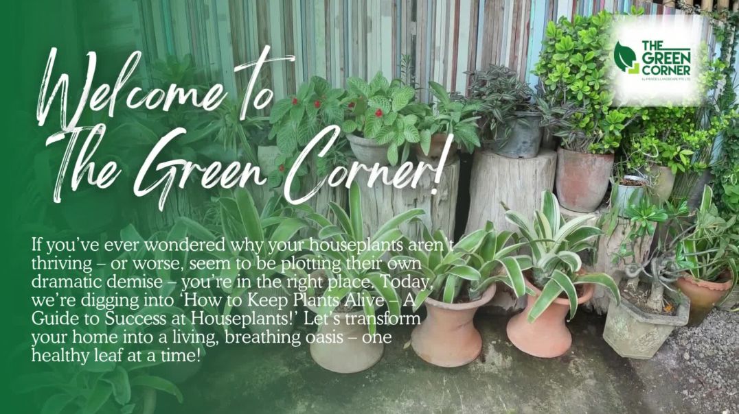⁣Best Indoor Plants for Your Singapore Home - The Green Corner