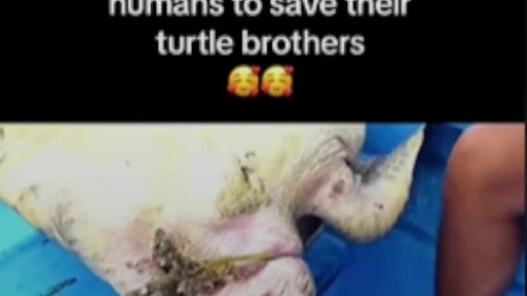 ⁣Biyi Nuges Reacts to Sharks Seeking Help from Humans to Save Turtles 😨