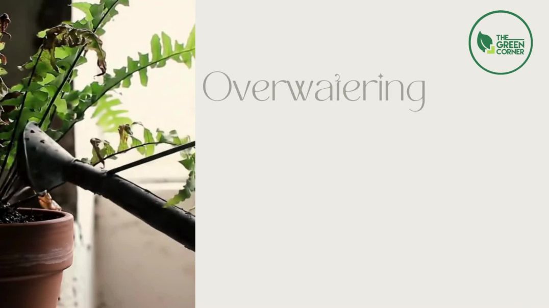 ⁣Your One-Stop Gardening Shop in Singapore – The Green Corner
