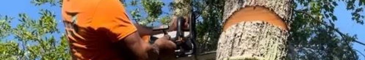 Team Gale Tree Service 