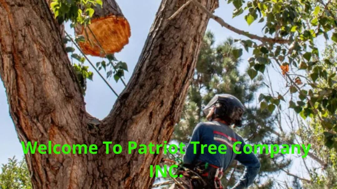⁣Patriot Tree Company INC. | Tree Removal in Boulder, CO