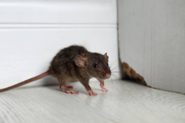 Melbourne’s Smartest Rodent Removal Services Today