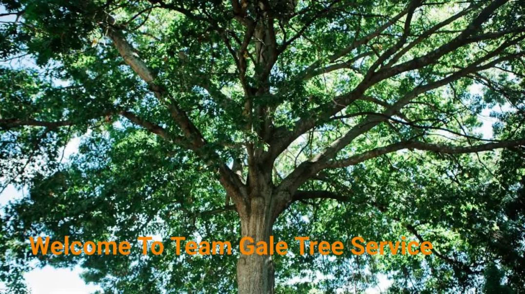 ⁣Team Gale Tree Service in Delran, NJ