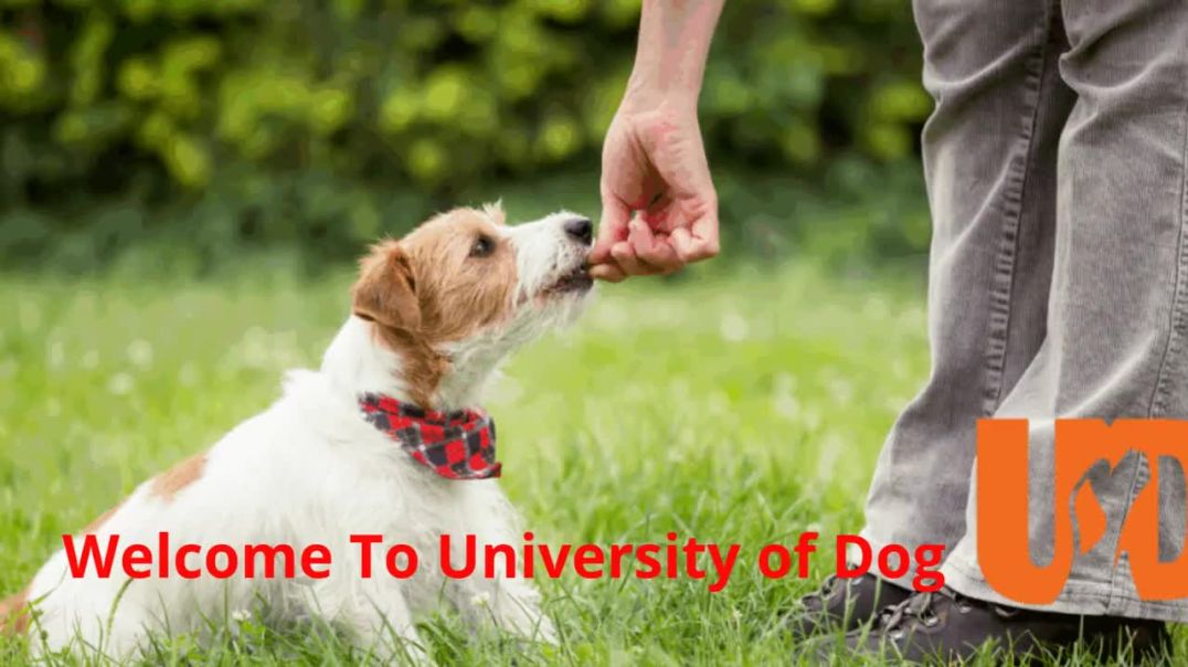 University of Dog - Certified Dog Trainer in Lewes, DE