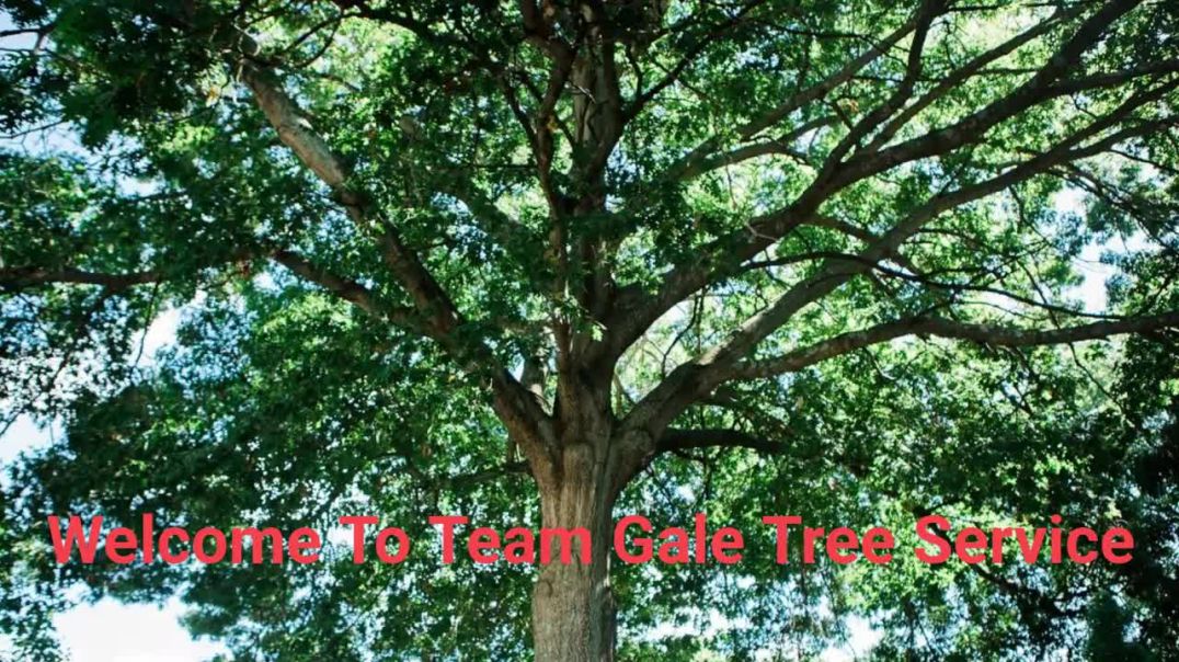 Team Gale Tree Trimming Service in Riverside, NJ | 08075