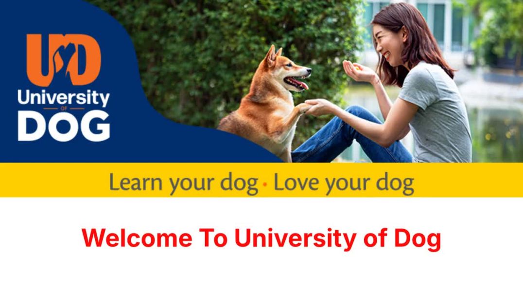 University of Dog Training in Harbeson, DE
